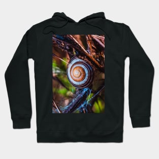 Hanging On. Macro Snail Shell Photograph Hoodie